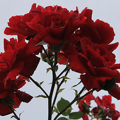 фото "***"