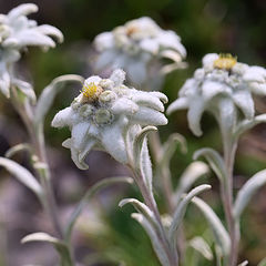фото "Leontopodium alpinum ...s"