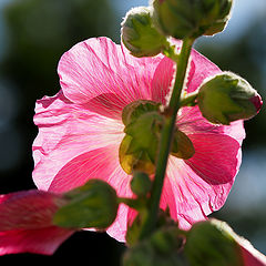 фото "Back Light"