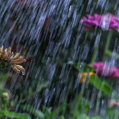 фото "Дождливый Август"