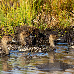 photo "family of Northern Pintails"