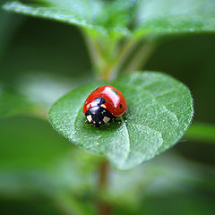 фото "lady in red"