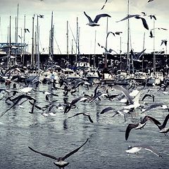 photo "seagulls"