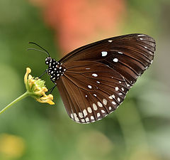 фото "Euploea core "