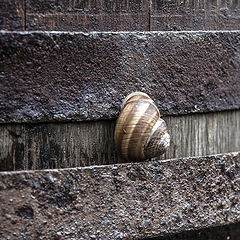 photo "The long way of the snail!"