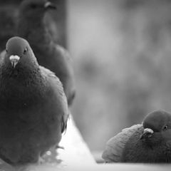 photo "pigeons"