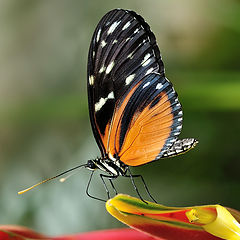 фото "Heliconius hecale "