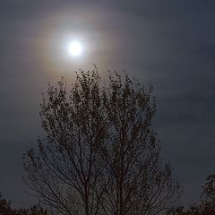 фото "Лунная ночь"