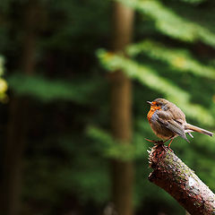 фото "doch kein Spatz"