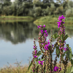 фото "Летним Утром"