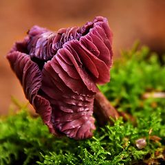 фото "Laccaria amethystina"