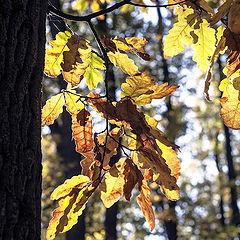 photo "Золотая осень"