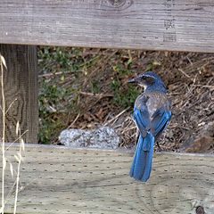 photo "Синяя сорока на заборе"