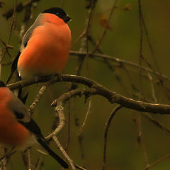 photo "Bullfinch"