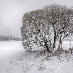 фото "Первый снегопад"