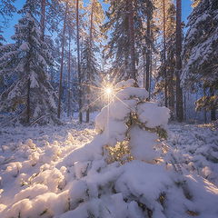 фото "Первый снег"