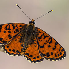 фото "Шашечница красная (Melitaea  didyma)"