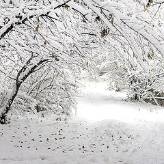 фото "Snowy tale...1"