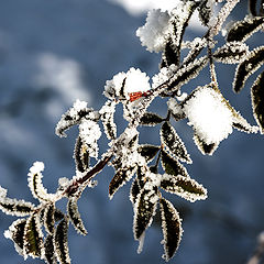 photo "Snowy tale...3"