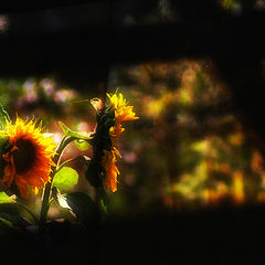 photo "цветение подсолнечника"