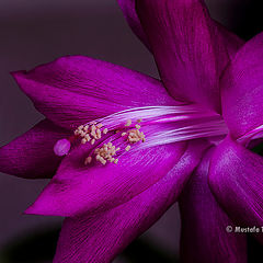 photo "Christmas flower"