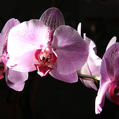 фото "***"