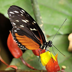 фото "Heliconius hecale "