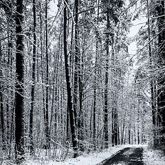 фото "Дорога в лесу"