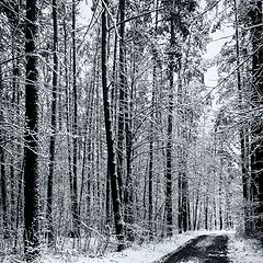 photo "A Forest Path"