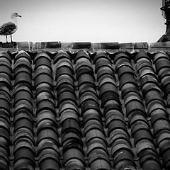 photo "roofs"