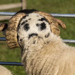 фото "Two faced Ram... (двуликий баран)"