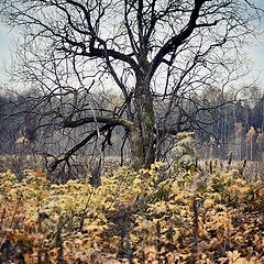 фото "Осенний день."