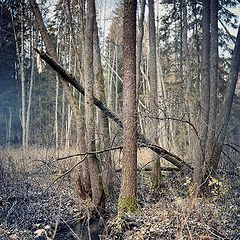 фото "Осень в лесу."