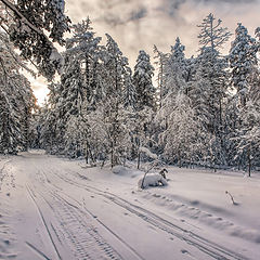 фото "Замороженный лес"