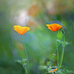 photo "***"