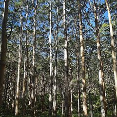 фото "Boranup Karri Forest..."