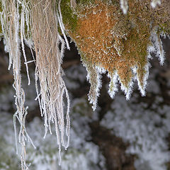 photo "***"