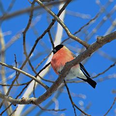 photo "Winter birds"