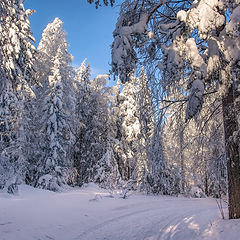 фото "Зимний лес в объятьях тишины. Задремал, укутав ветки снегом."