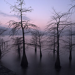 photo "Taxodium grove"