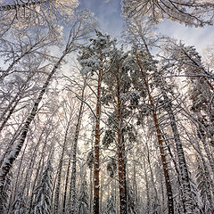 фото ""Белые великаны""