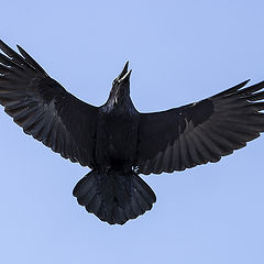 photo "Raven, vertical takeoff."