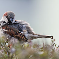 photo "Passer domesticus"