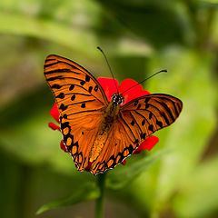 photo "Butterfly"