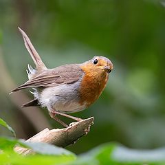 photo "European Robin"