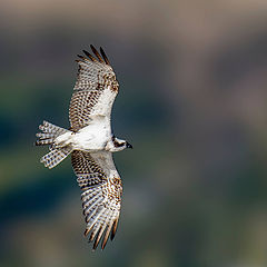 photo "Osprey"