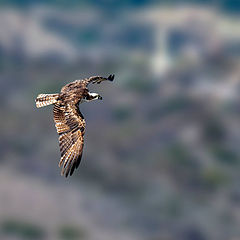 photo "Osprey"