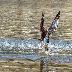 photo "Osprey trying to catch a fish"