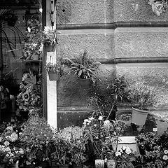 фото "flowers shop"