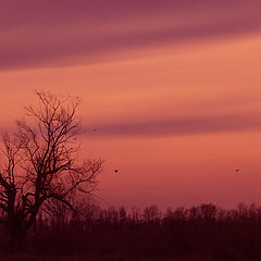 фото "Pilots Of Purple Twilight"